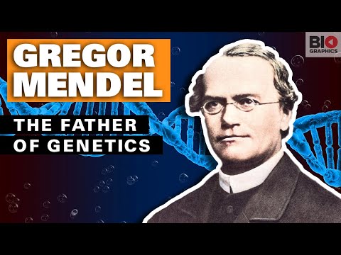 De ce este Gregor Mendel considerat „părintele geneticii”