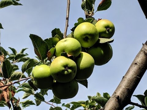 Granny Smith Green: Originea și Caracteristicile Unei Varietăți Remarcabile de Măr