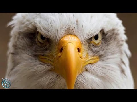 Simbolul Statelor Unite ale Americii: Vulturul American (Bald Eagle)